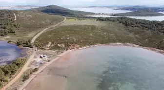 Ayvalık'ta yangınlar sonrası dikilen fidanlar büyüyor