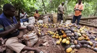 Afrika'daki kakao tesislerindeki çekirdek sıkıntısı küresel çikolata krizini derinleştiriyor