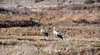 Sinop'un Saraydüzü ilçesinde leylekler baharın müjdecisi olarak gelmeye başladı