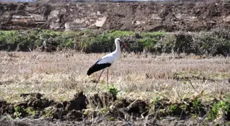 Sinop'un Saraydüzü ilçesinde leylekler baharın müjdecisi olarak geri döndü