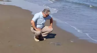 Mersin Kıyılarında Göçmen Denizanası Alarmı