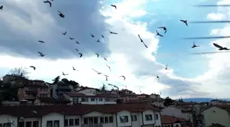 Tokat'ta güvercinin İhlas Haber Ajansı'nın dronuna çarpması