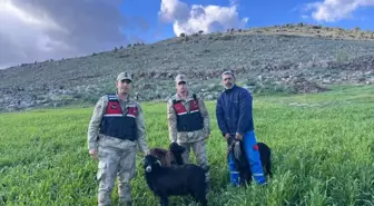 Kilis'te kaybolan 3 küçükbaş hayvan jandarma tarafından bulundu