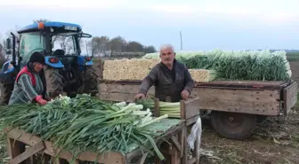 Samsun Bafra'da Pırasa Hasadı Tamamlandı