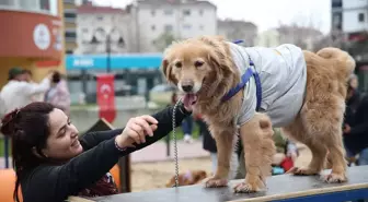 Edirne'de Köpeklere Özel Pati Park Hizmete Girdi