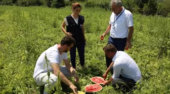 Kocaeli Büyükşehir Belediyesi Üreticilere Yüzde 50 Hibeli Karpuz Tohumu Desteği Verecek