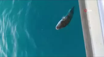 Mersinli balıkçılar 'balon balığı avcılığına yönelik teşvik'ten memnun