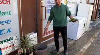 Aydın'da Süs Bitkisi Çalındı, Esnaf Hırsıza Seslendi