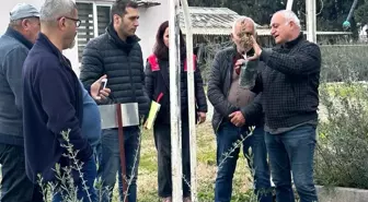 Edremit İlçe Tarım Müdürlüğü tarafından zeytin budama kursu düzenlendi