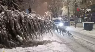 Van'da aşırı kar yağışına dayanamayan ağaç yola devrildi