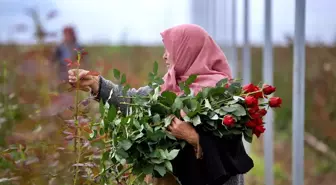 Osmaniye'de Kadınlar Sera Üretim Alanını Genişletti