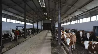 Tokat'ta çiftçi, 10 yıl aradan sonra hayvancılığa geri döndü