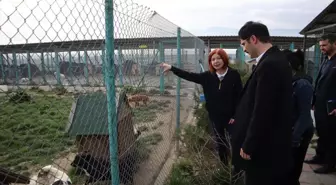 AK Parti Bolu Belediye Başkan Adayı Demirkol, sahipsiz hayvanlara yönelik projeleri anlattı