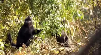 Çin'deki François Yaprak Maymunlarının Sayısı Artıyor