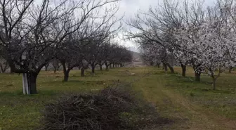 Yeşilyurt Ziraat Odası Başkanı: Kayısı ağaçlarını zirai dona karşı koruyun