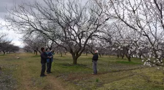 Yeşilyurt Ziraat Odası Başkanı: Kayısı ağaçlarını zirai dona karşı koruyun