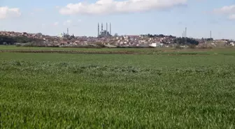 Edirne'de Sıcaklık Artışı Buğday Tarlalarında Hastalığa Yol Açtı