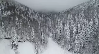 Kastamonu'nun ilkbaharda beyaza bürünen ormanları havadan görüntülendi