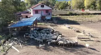 Şehir hayatını bırakıp köye yerleşti: Devlet desteği ile gelirini üç katına çıkardı