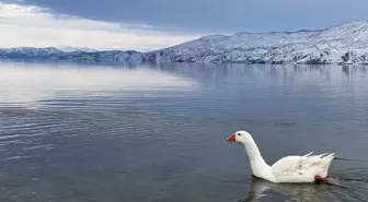 Elazığ'ın Hazarbaba Dağı yeniden beyaz örtüyle kaplandı