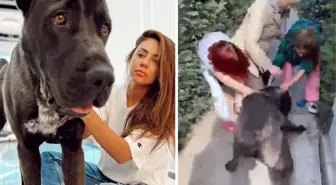 Evcil köpek vahşice öldürüldü! Banu Parlak olayla ilgili ne söyledi? Köpeği ne yaptı?