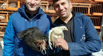 Tokat'ın Almus İlçesinde Çiftçilere 2 Bin Kanatlı Dağıtıldı