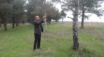 Trakya'da tırtıl popülasyonu çam ağaçlarının kurumasına yol açıyor