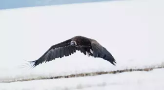 Sarıkamış'taki kara akbaba popülasyonu son 5 yılda arttı