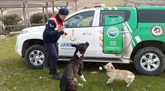 Edirne'de sahipsiz hayvanlara besleme ve bakım yapıldı