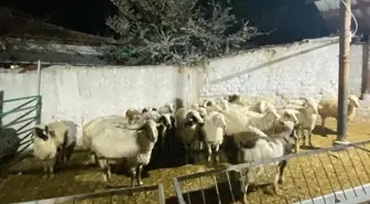 Konya'da Kuzeninin 30 Küçükbaş Hayvanını Çalan Şüpheli Gözaltına Alındı