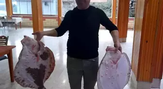 Sinop'ta Nadir Görülen 10 Kilogramlık Kalkan Balığı Yakalandı