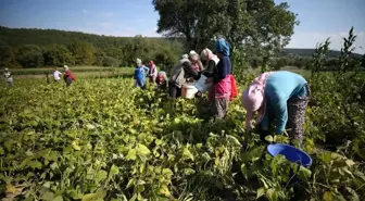 Balya'da Kadın İstihdamına Destek Veren Proje Hayata Geçirildi