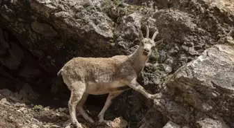 Tunceli'de Yaban Keçileri Munzur Vadisi Milli Parkı'nda Beslenirken Görüntülendi