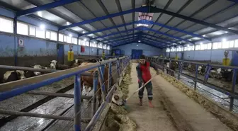 Tokatlı çiftçi TKDK'den hibe desteği alarak besicilik işine girdi