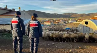 Kayseri'de kaybolan 150 küçükbaş hayvan dron yardımıyla bulundu