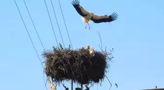 Aydın'da Boynuna Dolanan İp Nedeniyle Elektrik Direğine Asılı Kalan Leylek Kurtarıldı