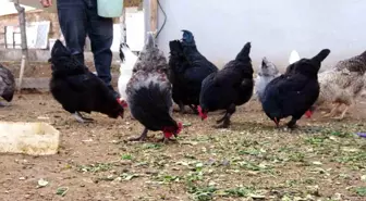 Yozgat'ta Araucana cinsi tavukların yeşil yumurtaları ilgi görüyor