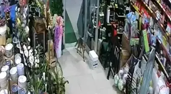 Düzce'de Aç Kalan Tilki Dükkana Girdi