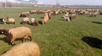 Bitlis'te Kışın Sonu: Hayvanlar Yeşile Bürünen Meralara Çıktı