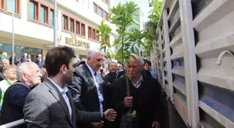 Of ilçesinde hayırseverin bağışladığı 20 bin meyve fidanı dağıtıldı