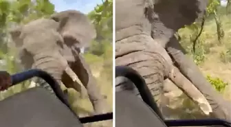Zambiya'da safariye çıkan turistlere fil saldırdı: 80 yaşındaki kadın hayatını kaybetti