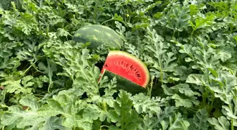 Antalya'da Karpuz Hasadı Başladı