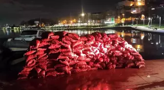 Beyoğlu'nda Kaçak Midye Operasyonu: 3 Ton Midye Ele Geçirildi