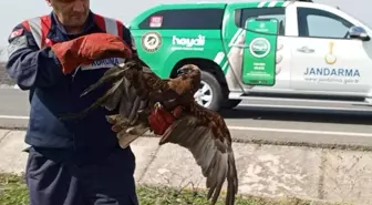 İpsala'da yaralı şahin tedavi altına alındı