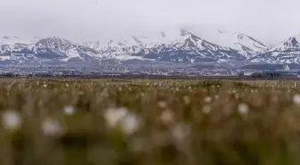 Erzurum'da Doğa ve Yaban Hayatı Canlanıyor