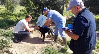 Kuyucak İlçe Tarım ve Orman Müdürlüğü Sokak Hayvanlarına Kuduz Aşısı Uyguladı