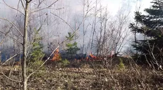 Kastamonu'nun Daday ilçesinde ormanlık alanda çıkan yangın söndürüldü