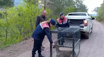 Artvin'de Yaralı Karaca Tedavi Edildikten Sonra Doğaya Bırakıldı