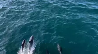 Marmara Adası'ndan Tekirdağ'a seyreden arabalı vapurla yunuslar görsel şölen sundu