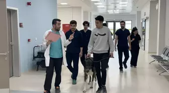 AKÜ Veteriner Sağlık Uygulama ve Araştırma Merkezi'nde Aylık 600 Hayvan Tedavi Ediliyor